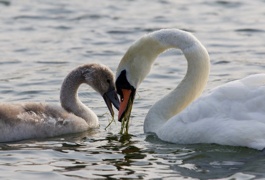 The mother-swan and her son. The shape of the heart