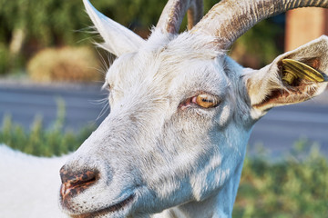 The head of a white goat