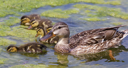 Beautiful mother-duck with the chicks