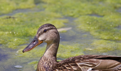 The close-up of the mallard