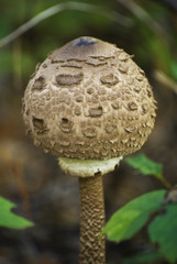 Young Parasol mushroom