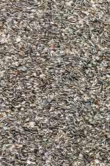 Fototapeta premium sunflower seeds
