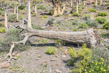 Stump of a dead quiver tree