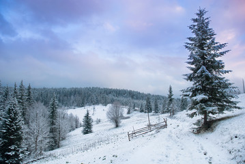 Beautiful winter landscape with snow covered trees. Carpathians,