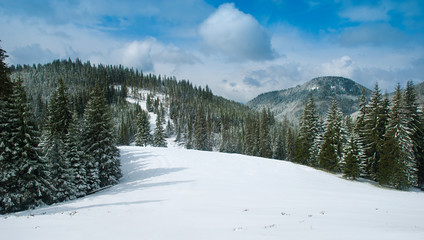 Beautiful winter landscape with snow covered trees. Carpathians,