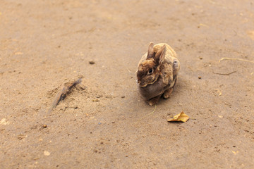 hungry rabbit. rabbit ate all the grass and flowers leaving bare soil. bunny hungry