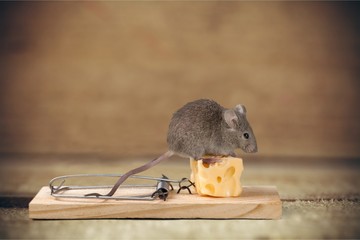 Mouse trap.