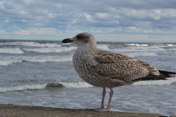 Mewa © marcingregor