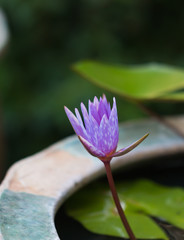 beautiful lotus in pond