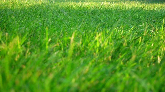 green grass with blurred foreground and falling drops of water