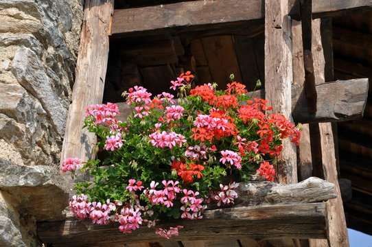 Gerani in montagna