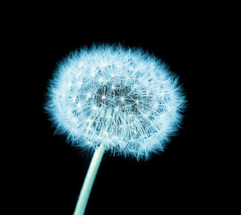 dandelion macro