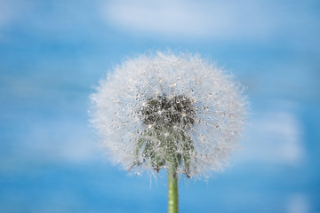 dandelion macro