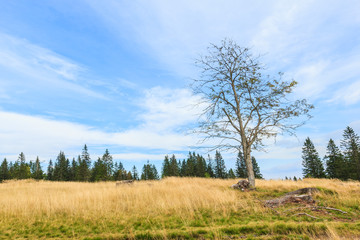 Obraz premium Tree, grass on mountain in summertime, Alps in Europe.