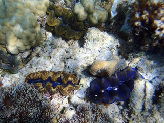 Group of Giant Clams, Tridacna maxima
