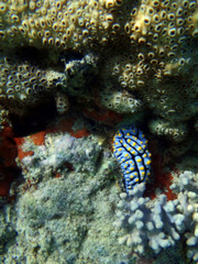 Nudibranch