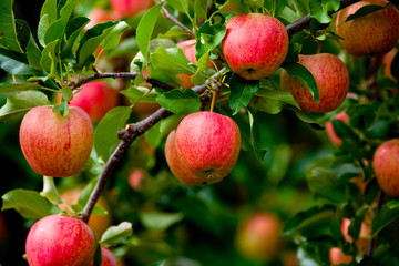 Organic red ripe apples on the orchard tree with green leaves