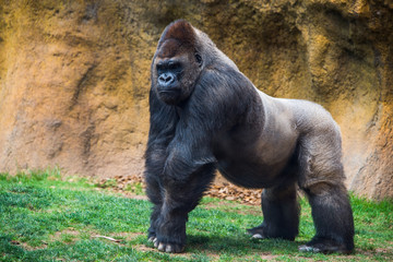 Male gorilla.