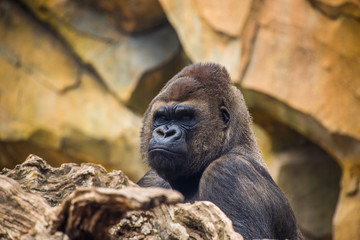 Male gorilla.
