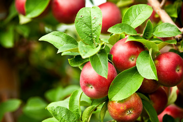 Organic red ripe apples on the orchard tree with green leaves - obrazy, fototapety, plakaty