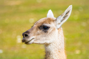 Obraz premium llama with breeding