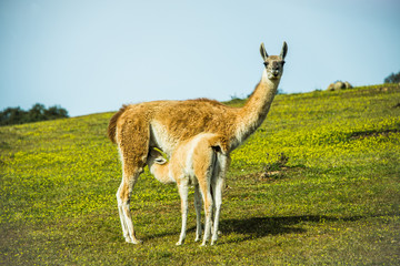 llama with breeding