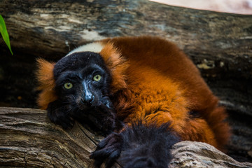 Lemur Red Ruffed