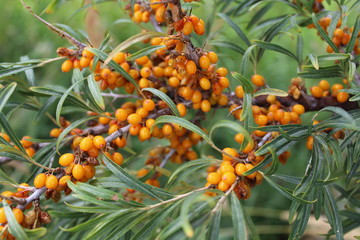 Bush of sea-buckthorn berries with ripe berries. Balykchy, Ysyk-Koel, Kyrgyzstan.