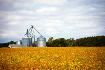Farm silos storage towers in yellow crops - 91371725
