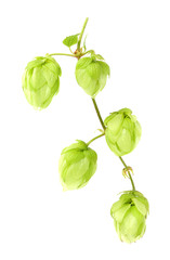 The vertical branch of hops isolated on a white background.