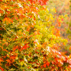 Fall trees yellow orange leaves nature background