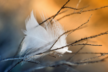 white feather