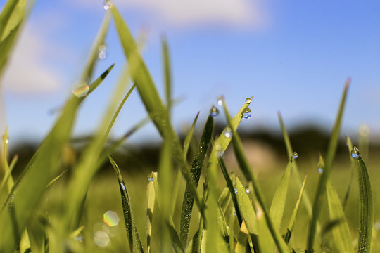 Grass dew