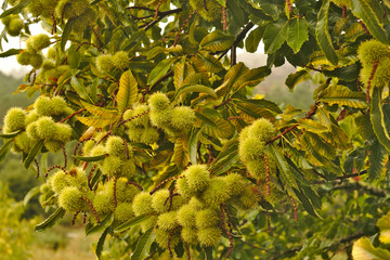 Chestnuts on tree