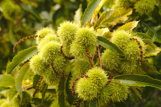 Chestnuts on tree
