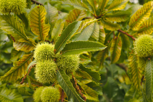 Chestnuts on tree