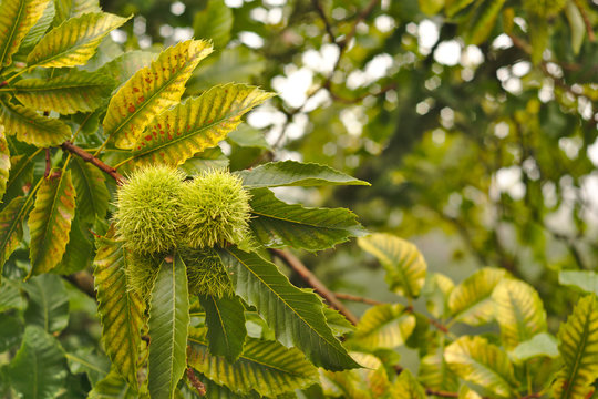 Chestnuts on tree