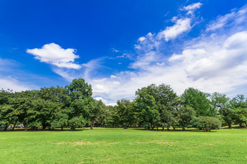 青空と公園の木々