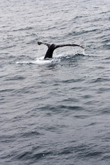 Fototapeta premium Humpback Whale Flukes Monterey Bay California