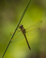 Needham's Skimmer