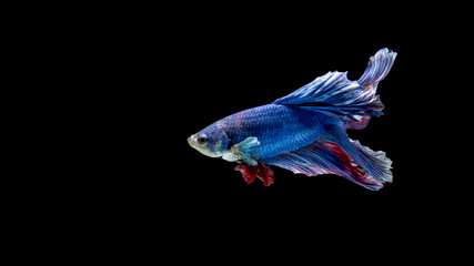 Blue and red siamese fighting fish, betta fish isolated on black