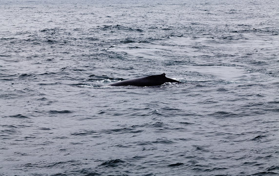 Humpback Whale Swimming In Monterey Bay California