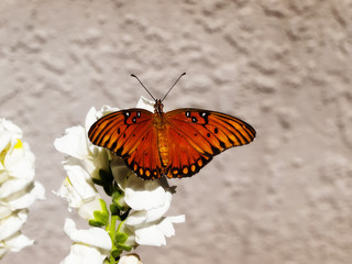 Orange And Black Butterfly With Wings Out
