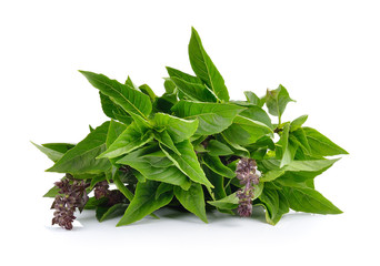 Sweet Basil on white background