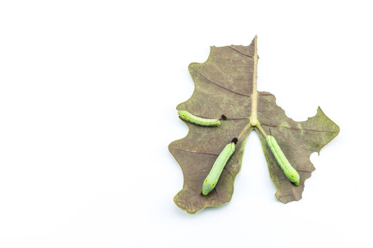 Three worms on leaf