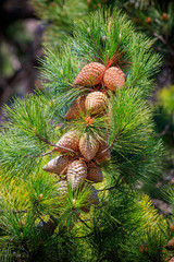 close up young Pitch Pine on pine branch