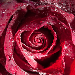 rose red close up