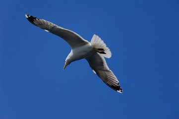 Hunting seagull with large wingspread flies in the blue sky