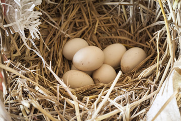 Chicken eggs in the nest