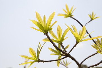 Green leaves on a blue sky